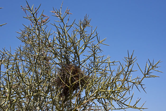 Crucifixion Thorn provides great protection as a nesting tree for several species of native desert birds. Castela emoryi